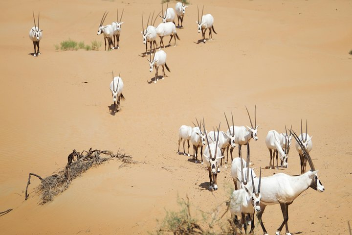 Arabian Oryx in the Dubai Desert Conservation Reserve